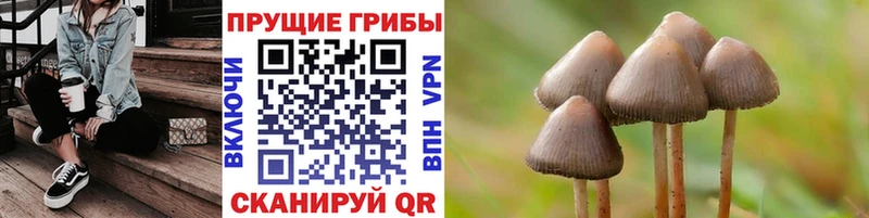 Галлюциногенные грибы Psilocybe блэк спрут ссылки Великий Устюг купить закладку