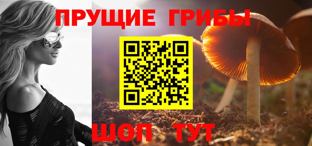 Псилоцибиновые грибы Psilocybe Великий Устюг